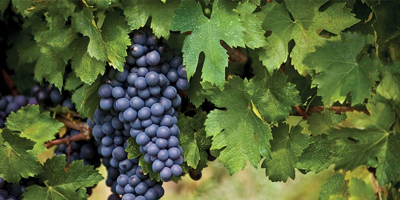 Incredible Benefits of Dim Grapes for Good Health