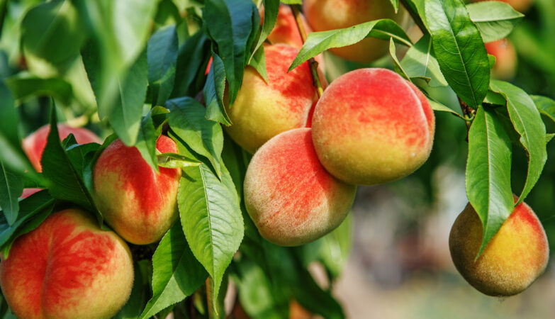 Delicious Fruit: The Top Ten Fruit Trees You Need in Your Yard